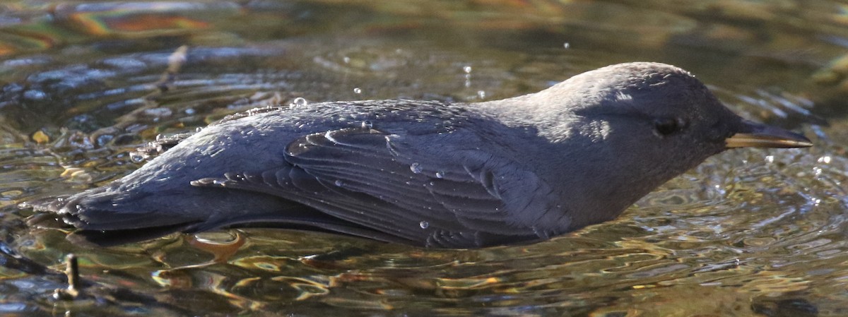 אמודאי אמריקני - ML646881974