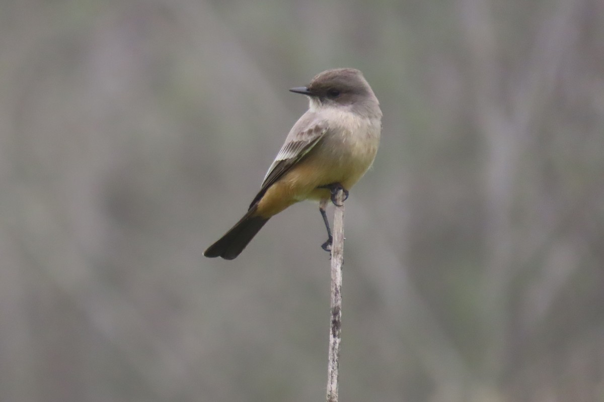 Say's Phoebe - ML646881975