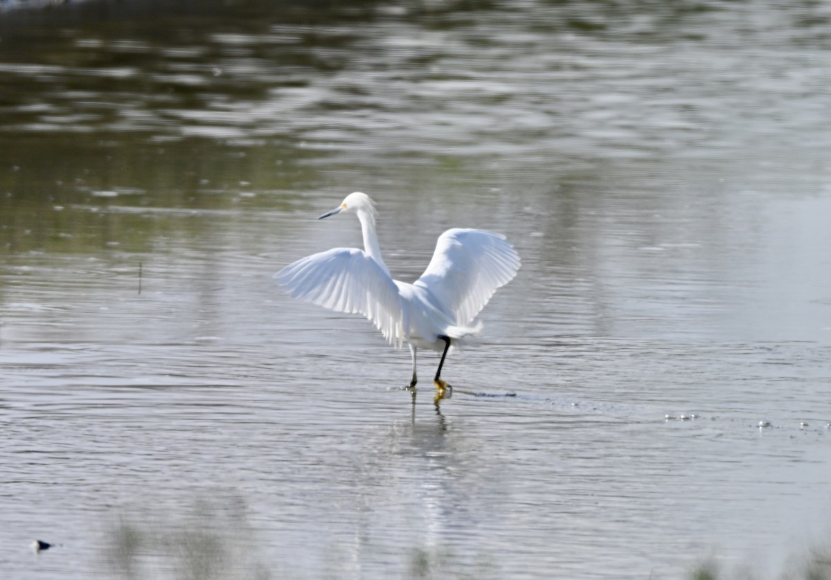 Snowy Egret - ML646881976