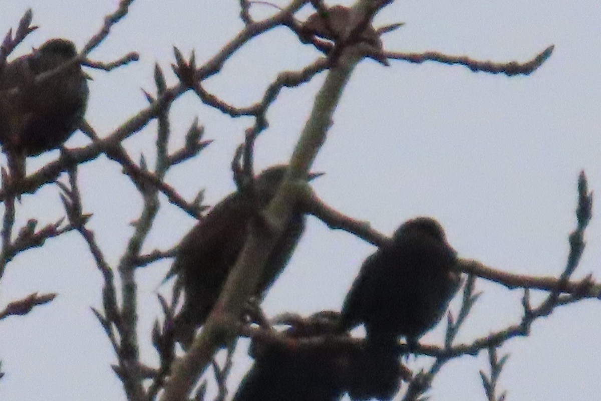 European Starling - ML646881977