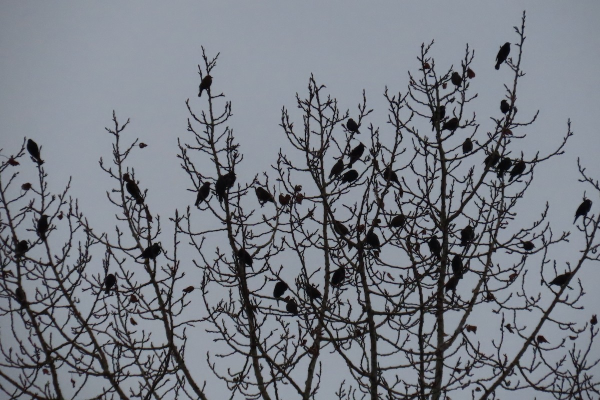 European Starling - ML646881978