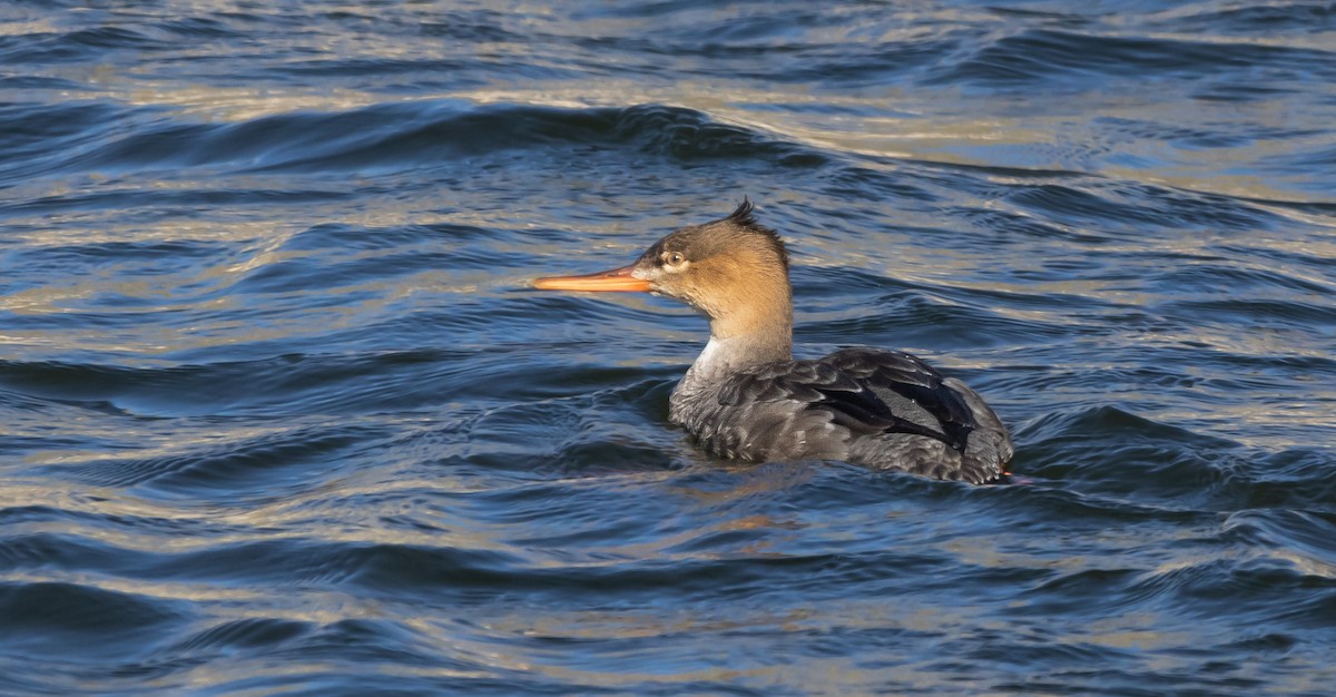 morčák prostřední - ML646881979