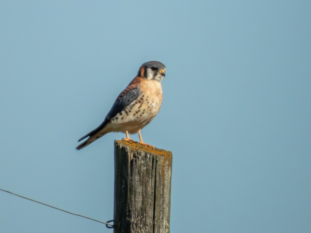 poštolka pestrá - ML646881980