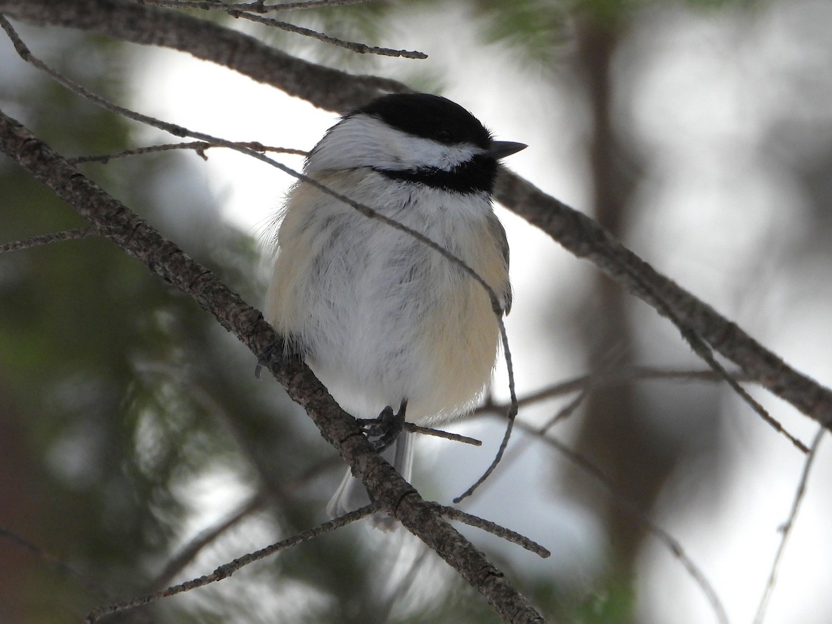 sýkora černohlavá - ML646881981