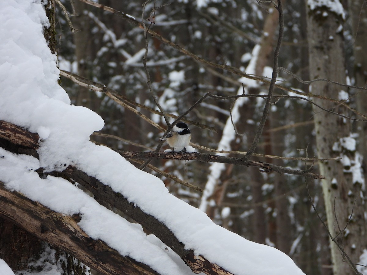 sýkora černohlavá - ML646881982
