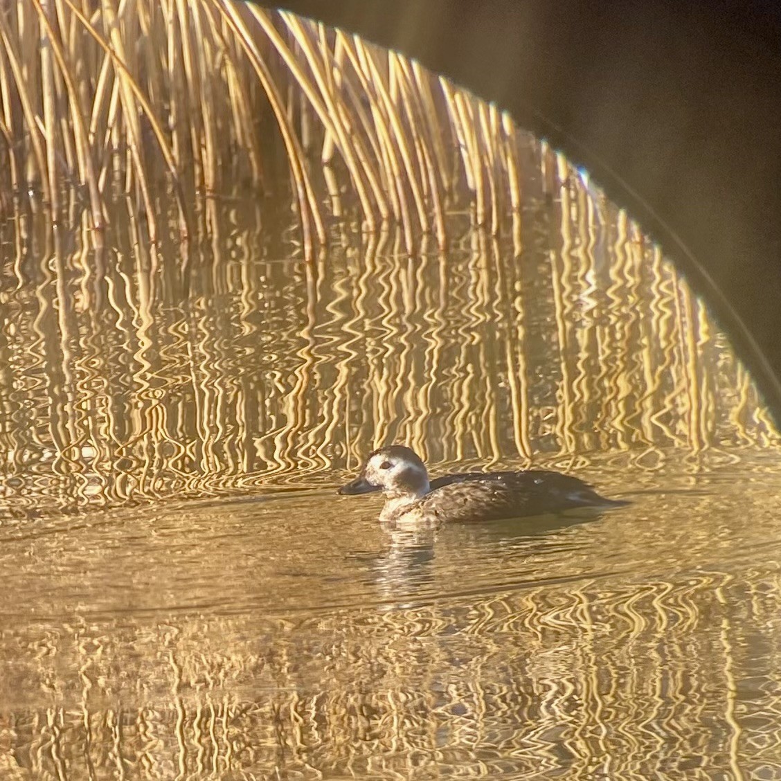 hoholka lední - ML646881983