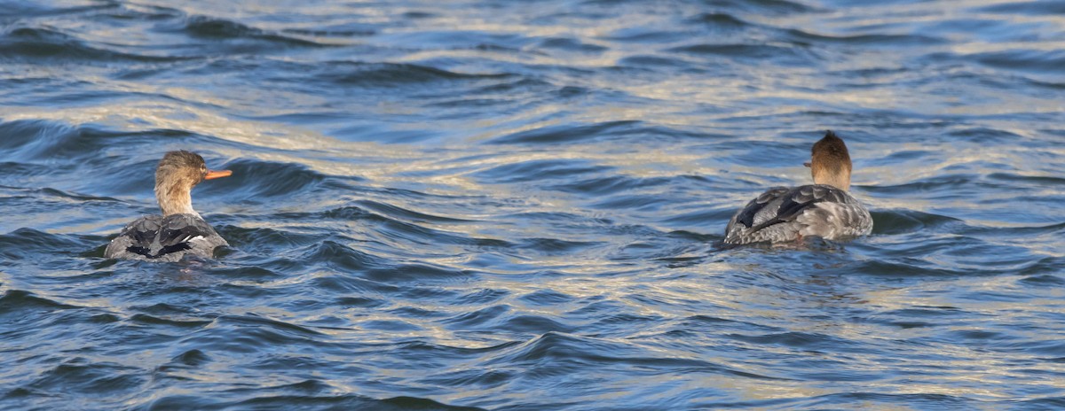 morčák prostřední - ML646881985