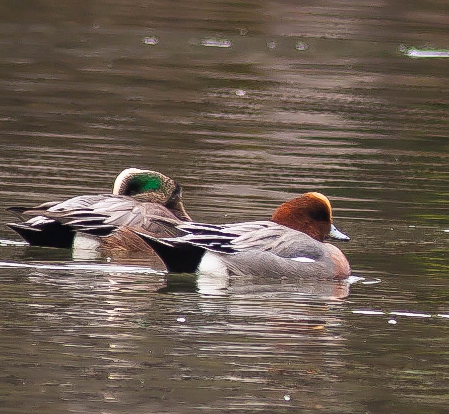 hvízdák eurasijský - ML646881986