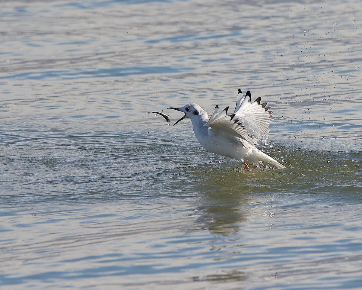 Мартин канадський - ML646881987