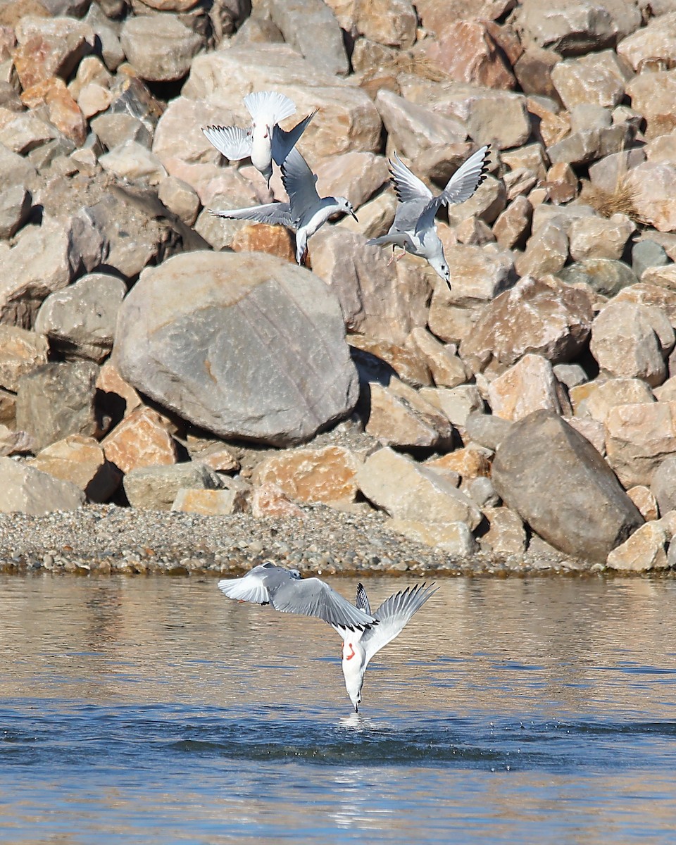 Мартин канадський - ML646881988