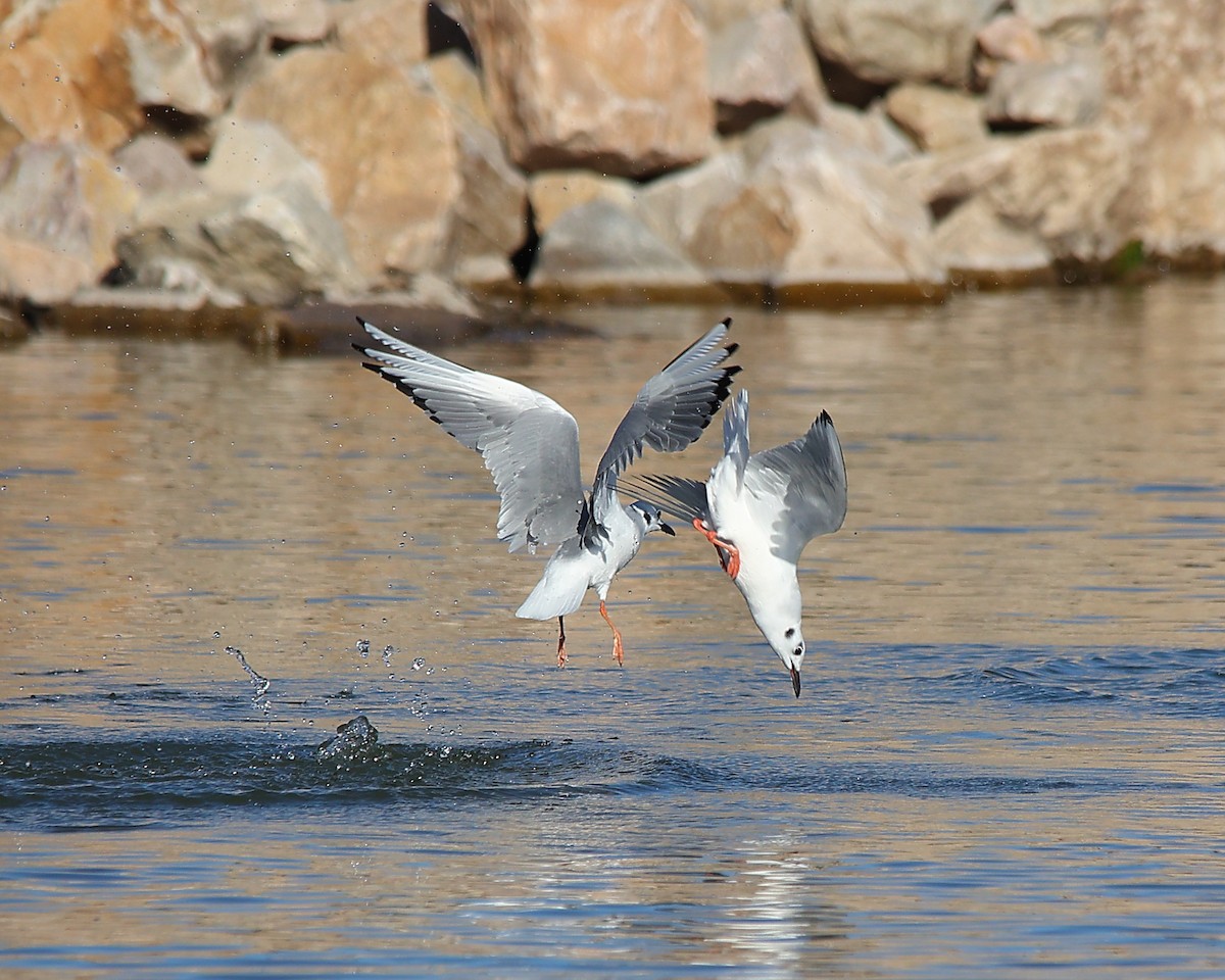 Мартин канадський - ML646881989