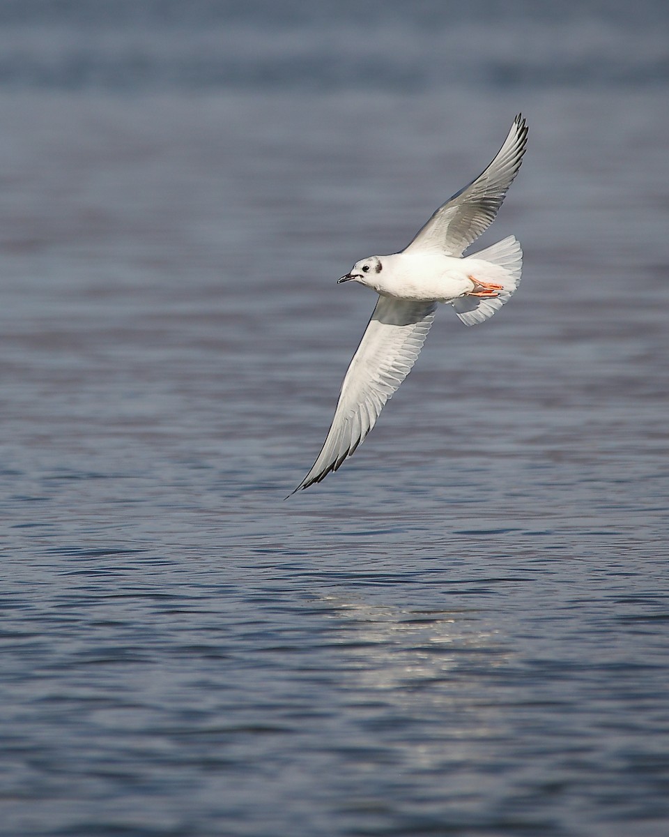 Мартин канадський - ML646881990