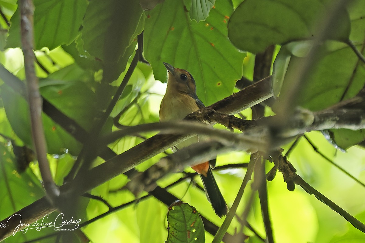 Rose-breasted Chat - ML646881991