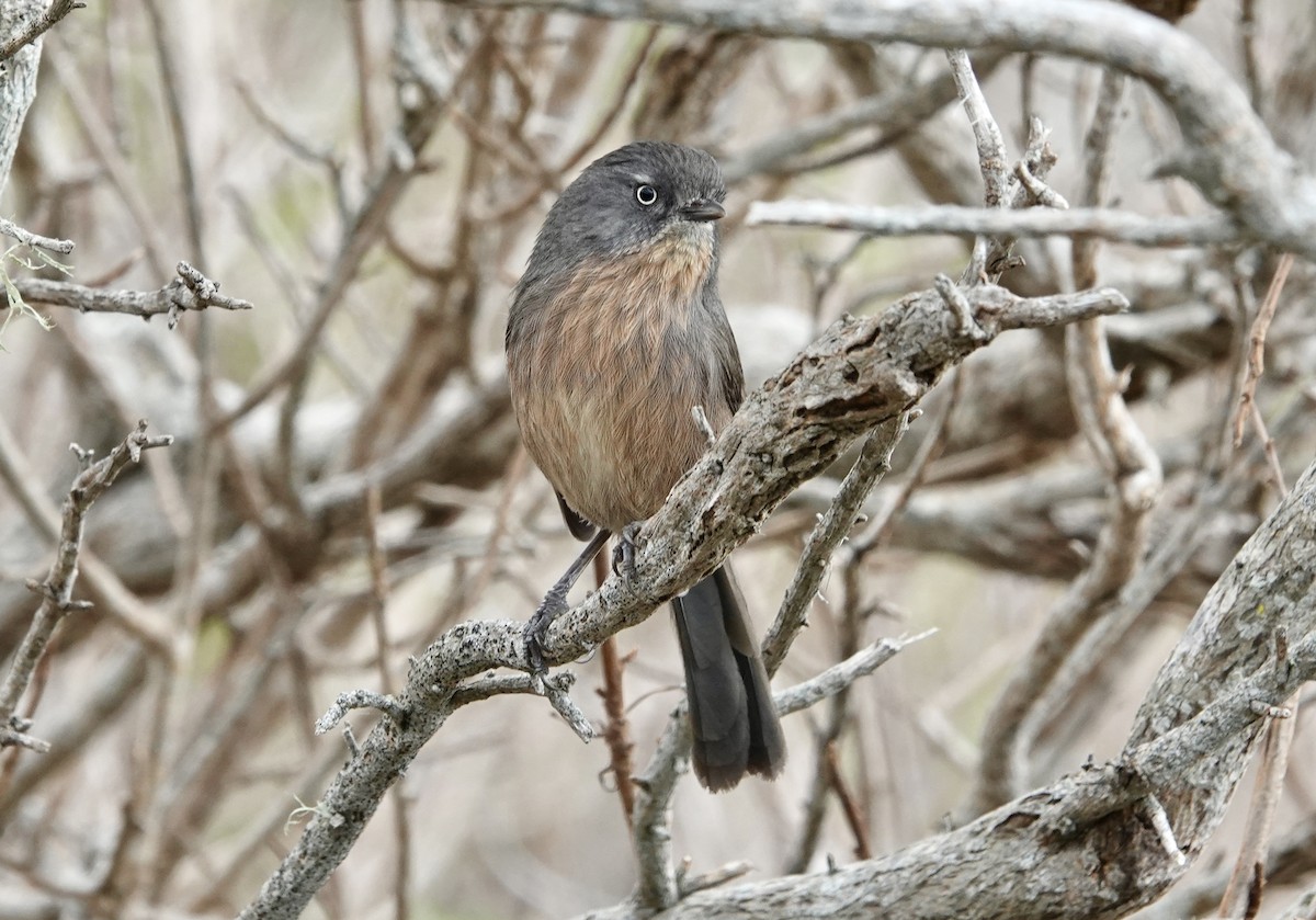Wrentit - ML646881992