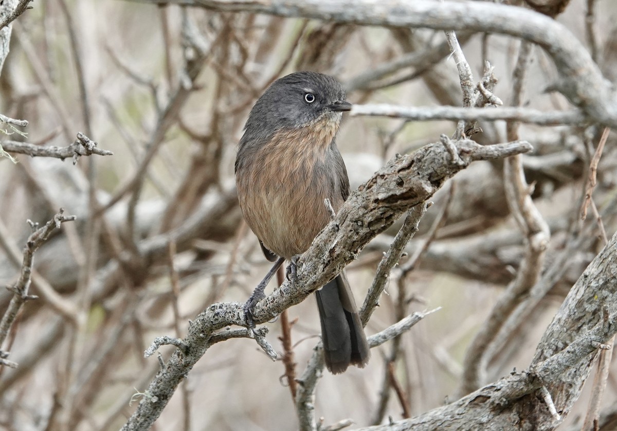 Wrentit - ML646881993