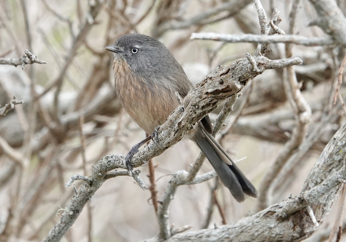 Wrentit - ML646881994