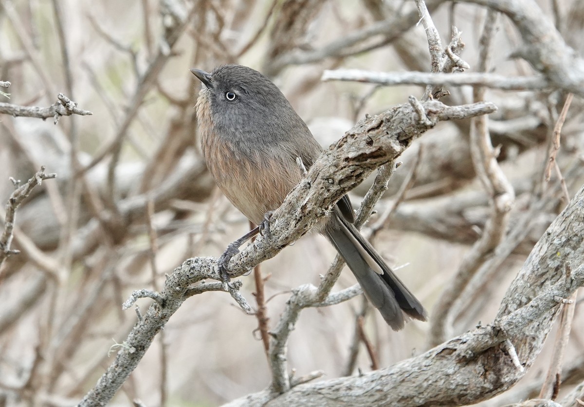 Wrentit - ML646881995
