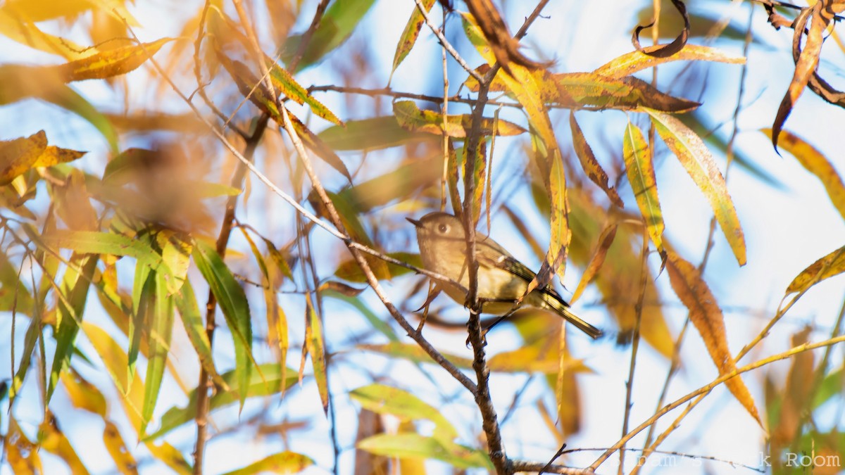 králíček americký - ML646882000