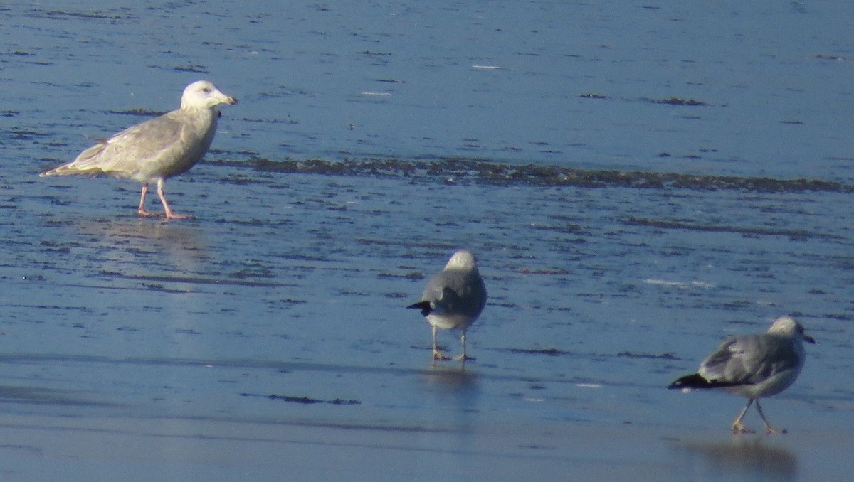 Glaucous-winged Gull - ML646882001