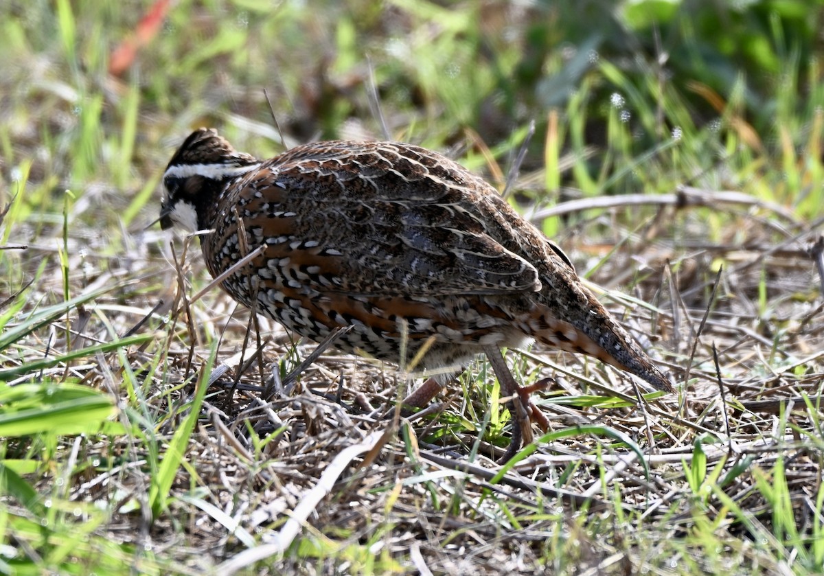 křepel virginský - ML646882003