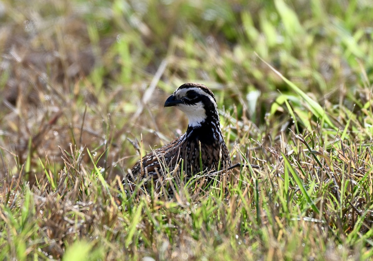křepel virginský - ML646882004