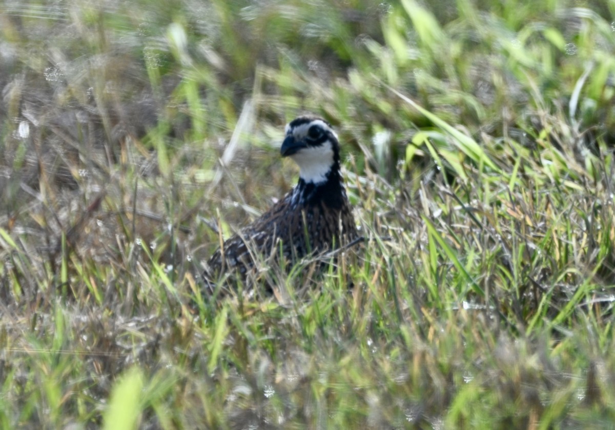 křepel virginský - ML646882005