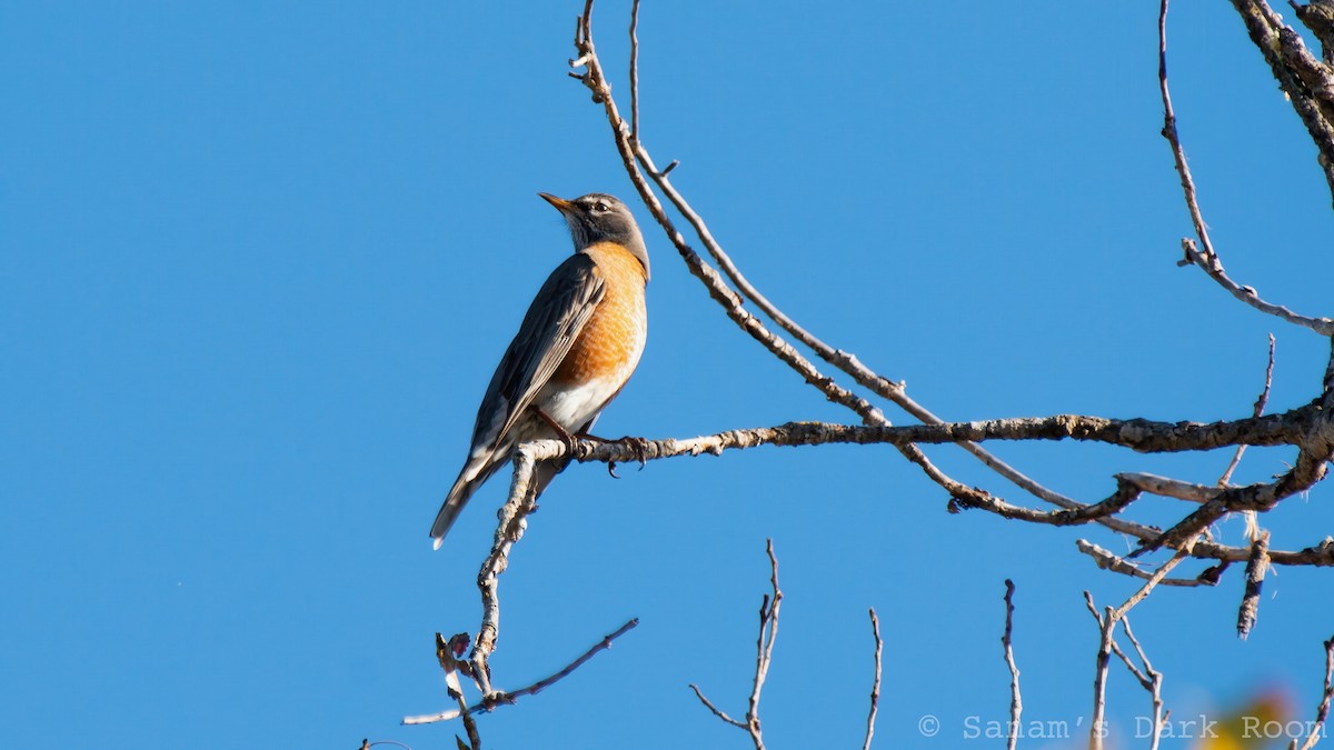 drozd stěhovavý - ML646882007