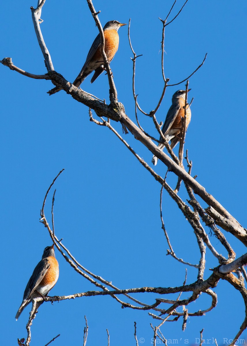 drozd stěhovavý - ML646882009