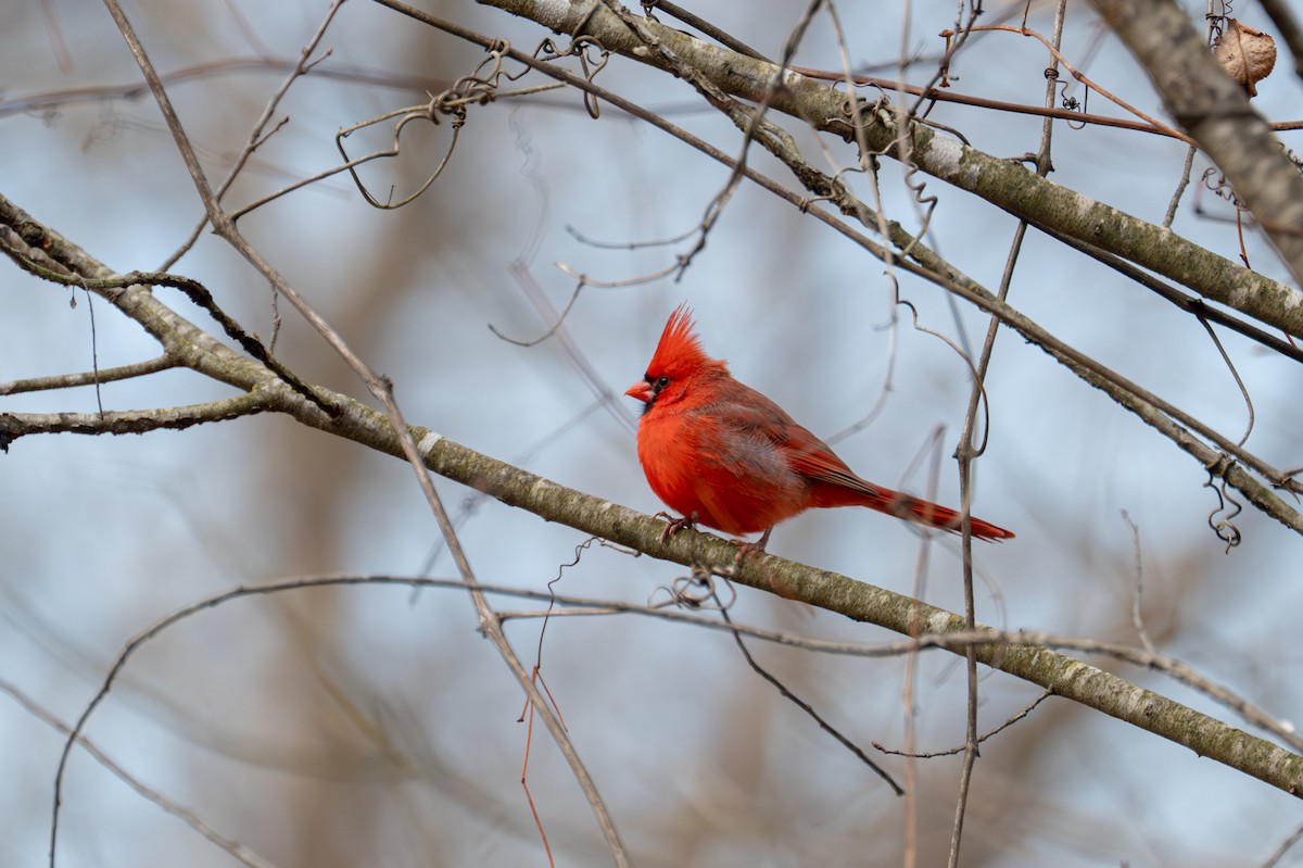 kardinál červený - ML646882010