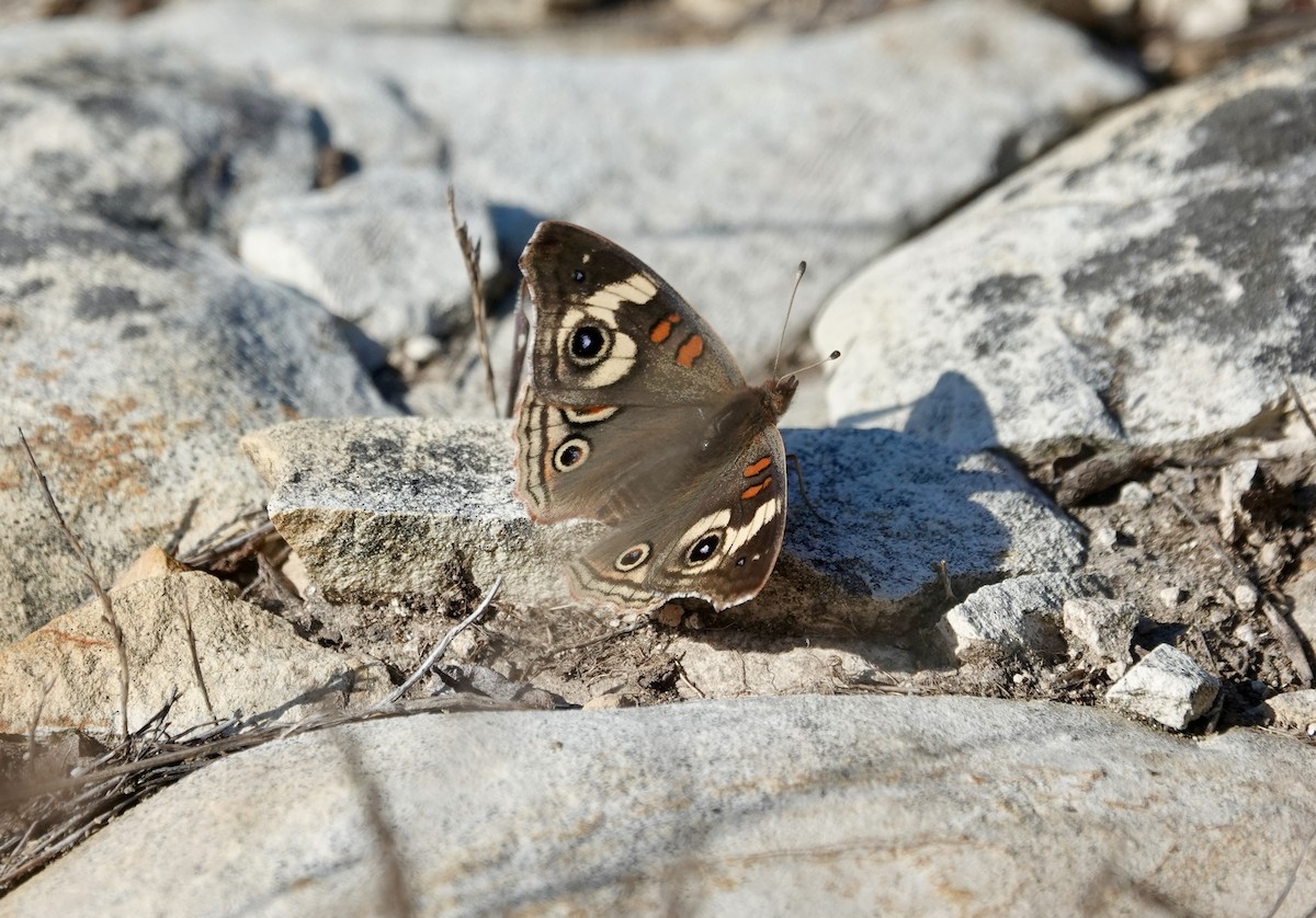 Gray Buckeye - ML646882011