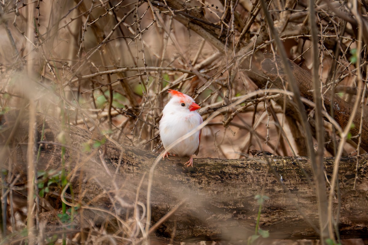 kardinál červený - ML646882012