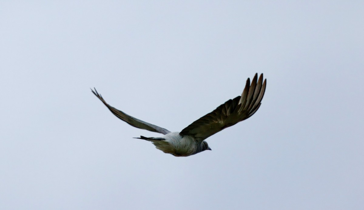 Ground Cuckooshrike - ML646882013