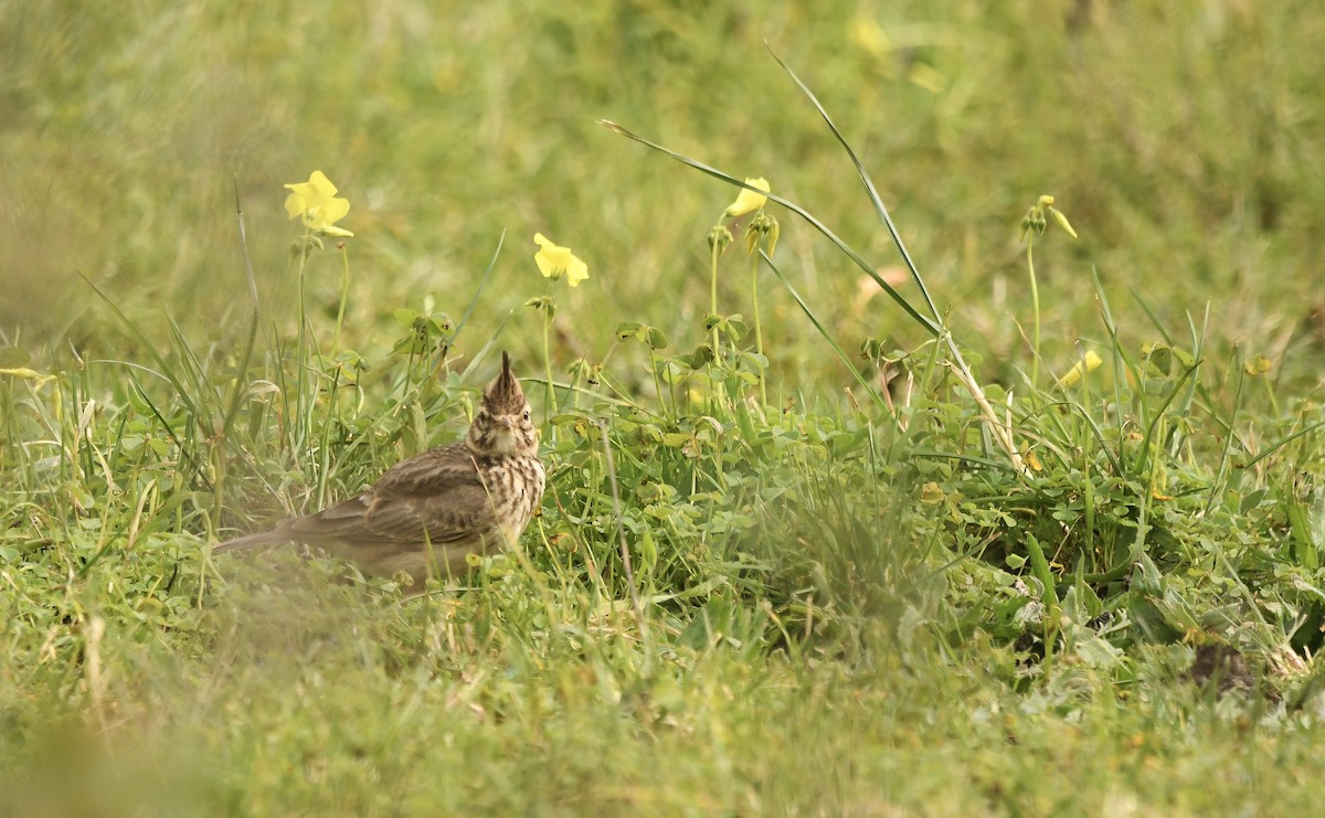 chocholouš obecný [skupina cristata] - ML646882014