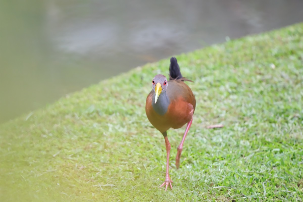 chřástal šedokrký - ML646882015