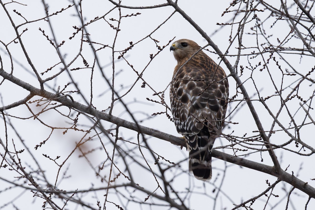 káně páskovaná - ML646882016