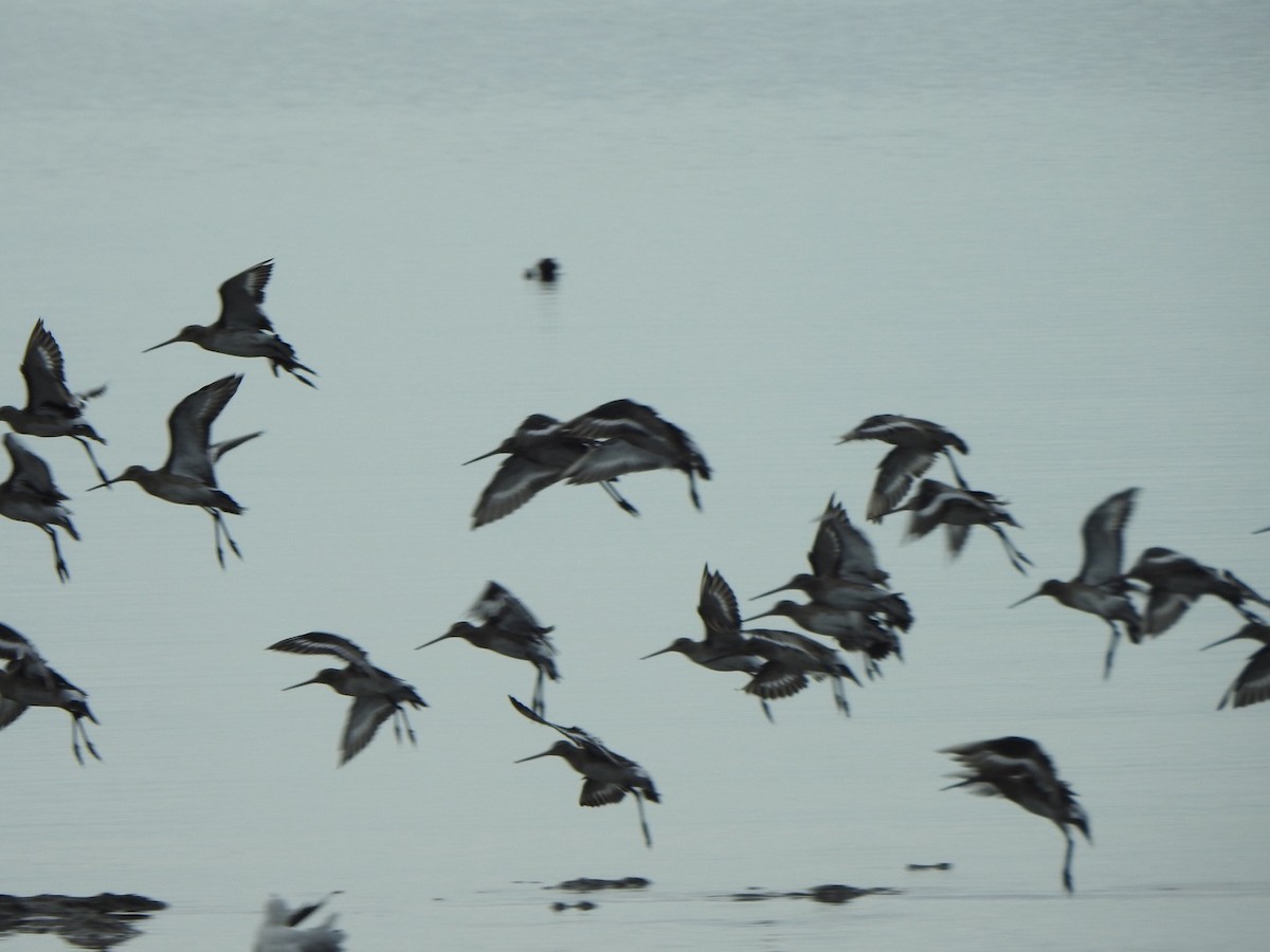 břehouš černoocasý - ML646882017