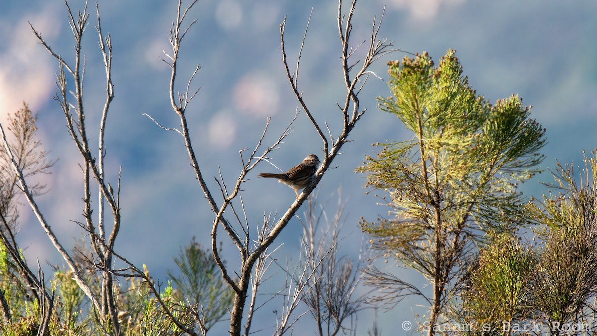 strnadec zpěvný - ML646882018