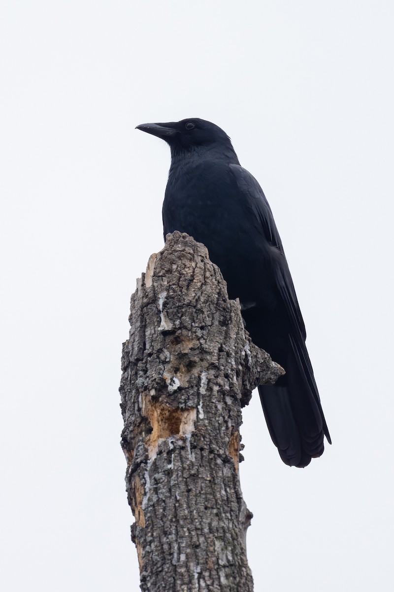 Fish Crow - ML646882024