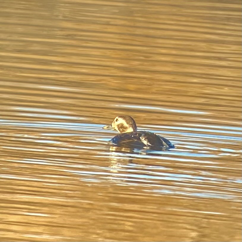 Moretta codona - ML646882028