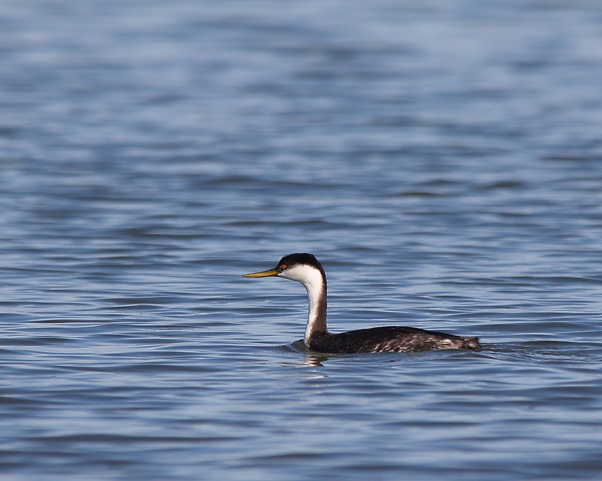 Пірникоза західна - ML646882029
