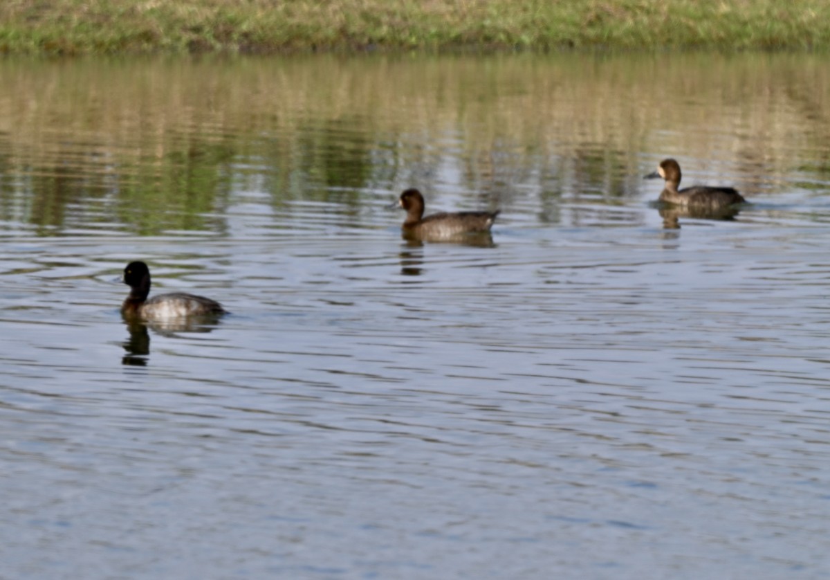 Lesser Scaup - ML646882030