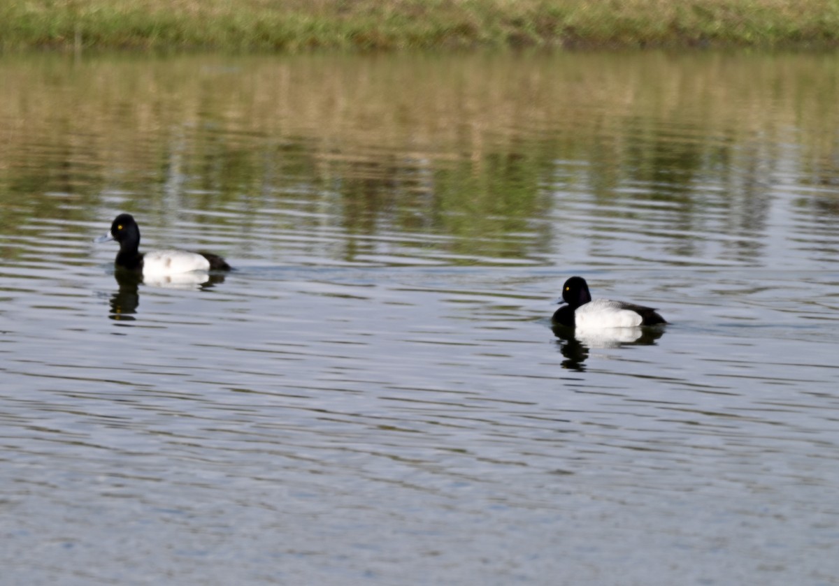 Lesser Scaup - ML646882031