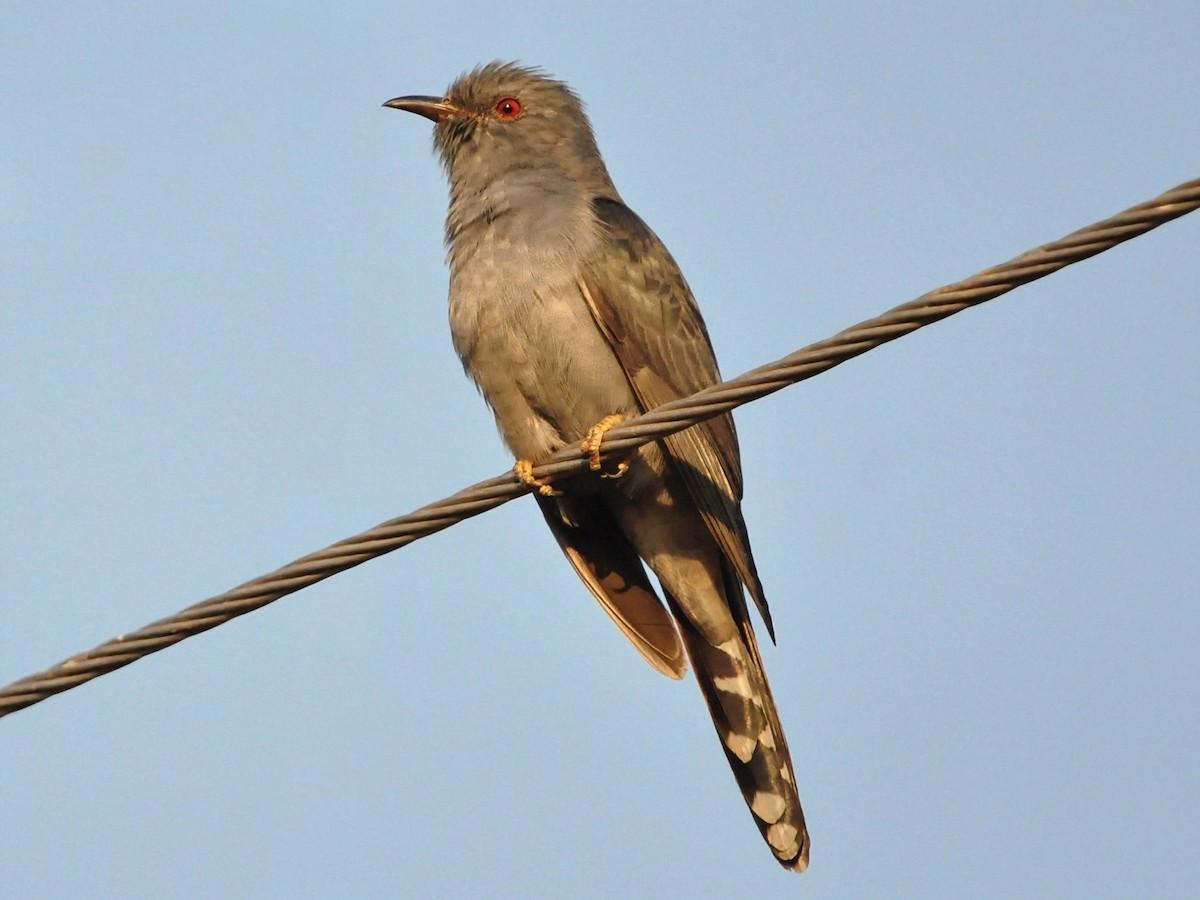 Кукавка мала - ML646882032