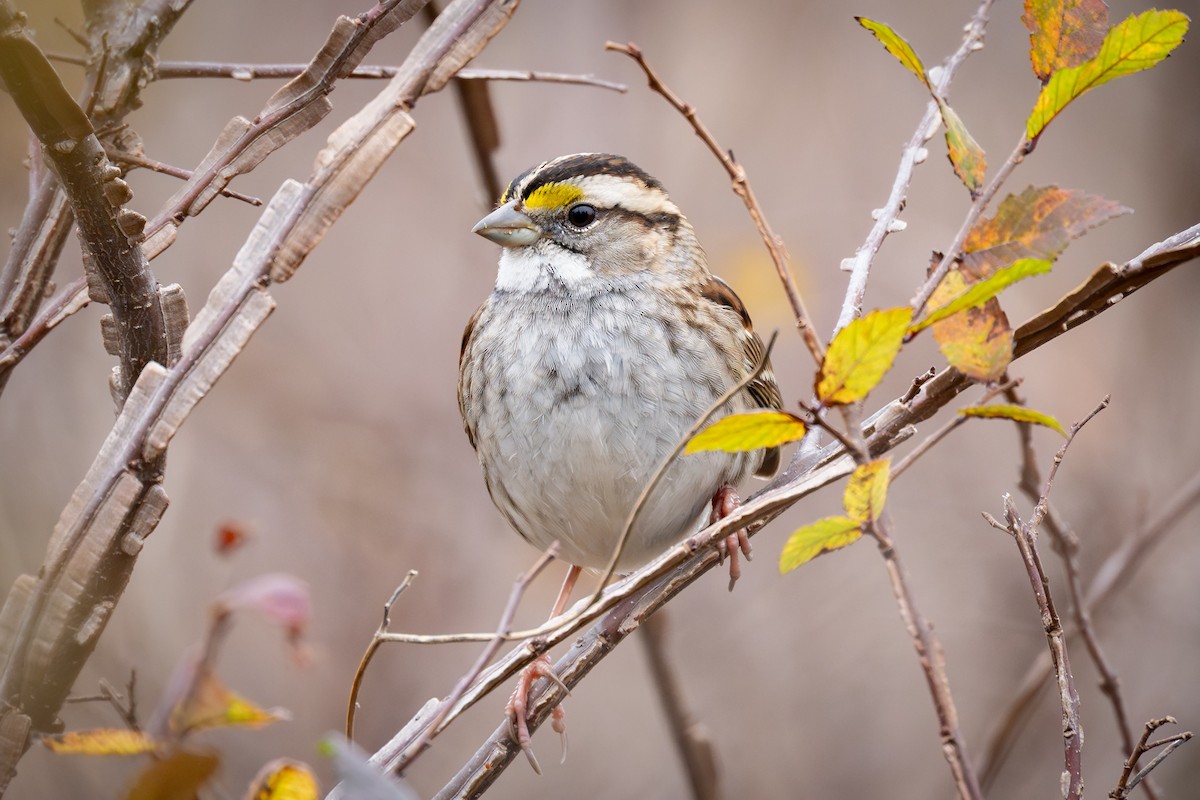 White-throated Sparrow - ML646882035
