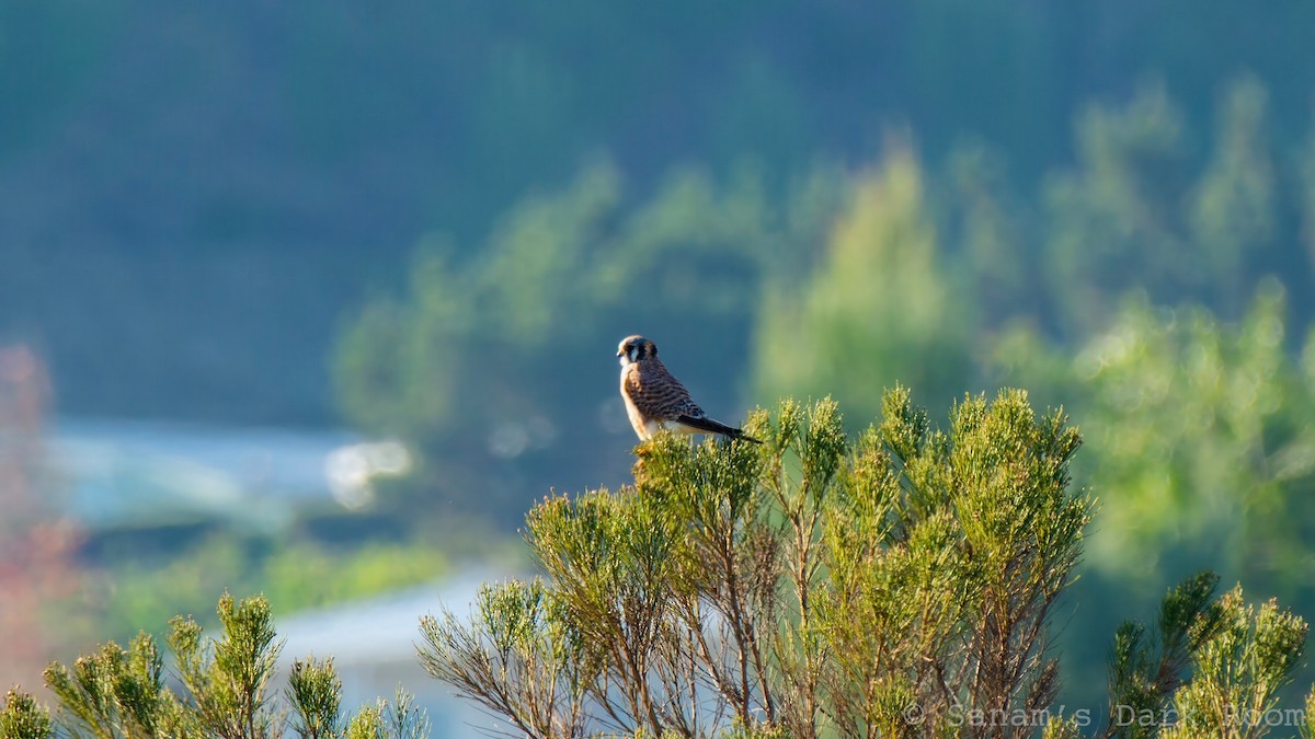 Cernícalo Americano - ML646882040