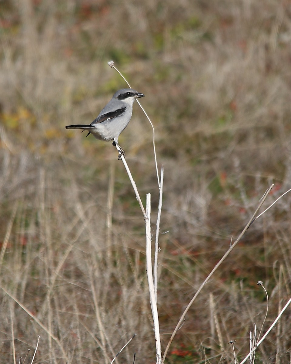 Loggerhead Shrike - ML646882042
