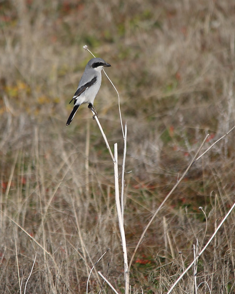 Loggerhead Shrike - ML646882043