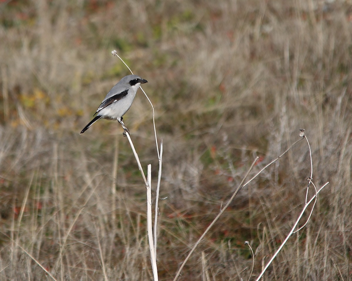 Loggerhead Shrike - ML646882044