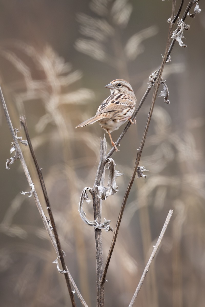 Song Sparrow - ML646882045