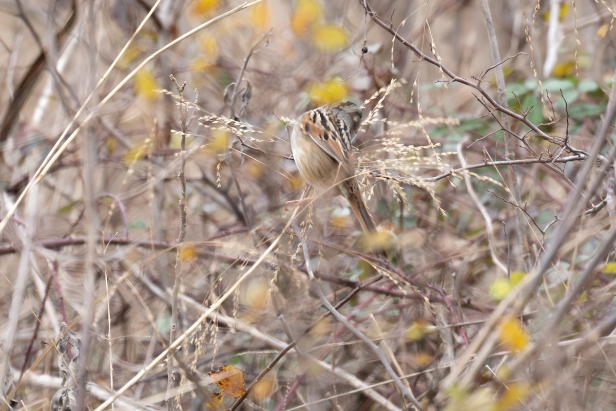 Swamp Sparrow - ML646882049